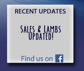 Recent Updates