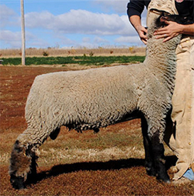 Asmus Club Lambs