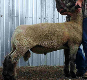 Asmus Club Lambs